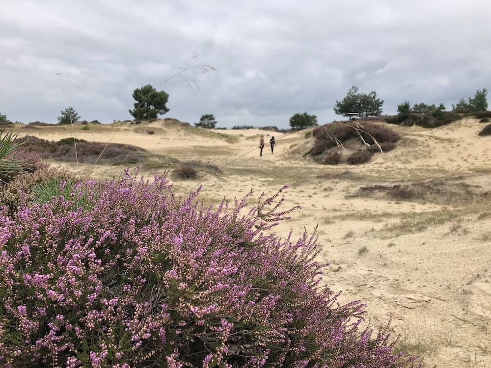 kale duinen