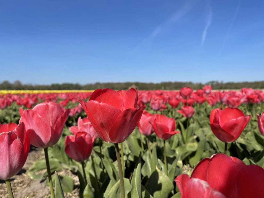 flower fields the netherlands