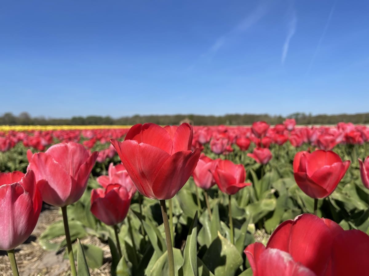The Netherlands Flower fields in bloom 2024 Let's go somewhere
