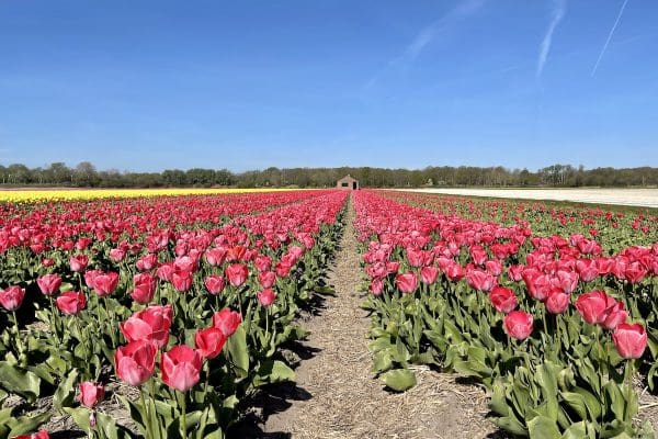 flower fields the netherlands