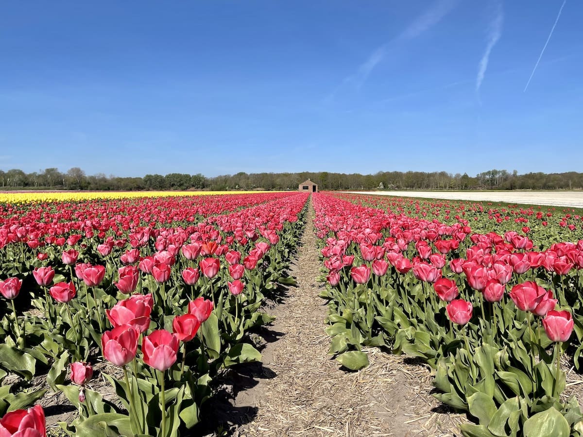 The Netherlands: Flower fields in bloom 2024