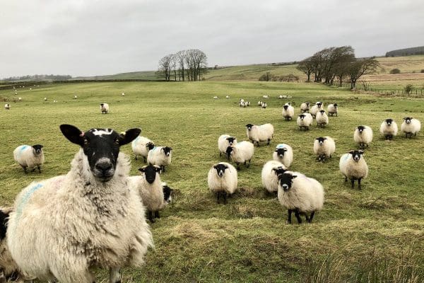 Hadrians Wall wandelen