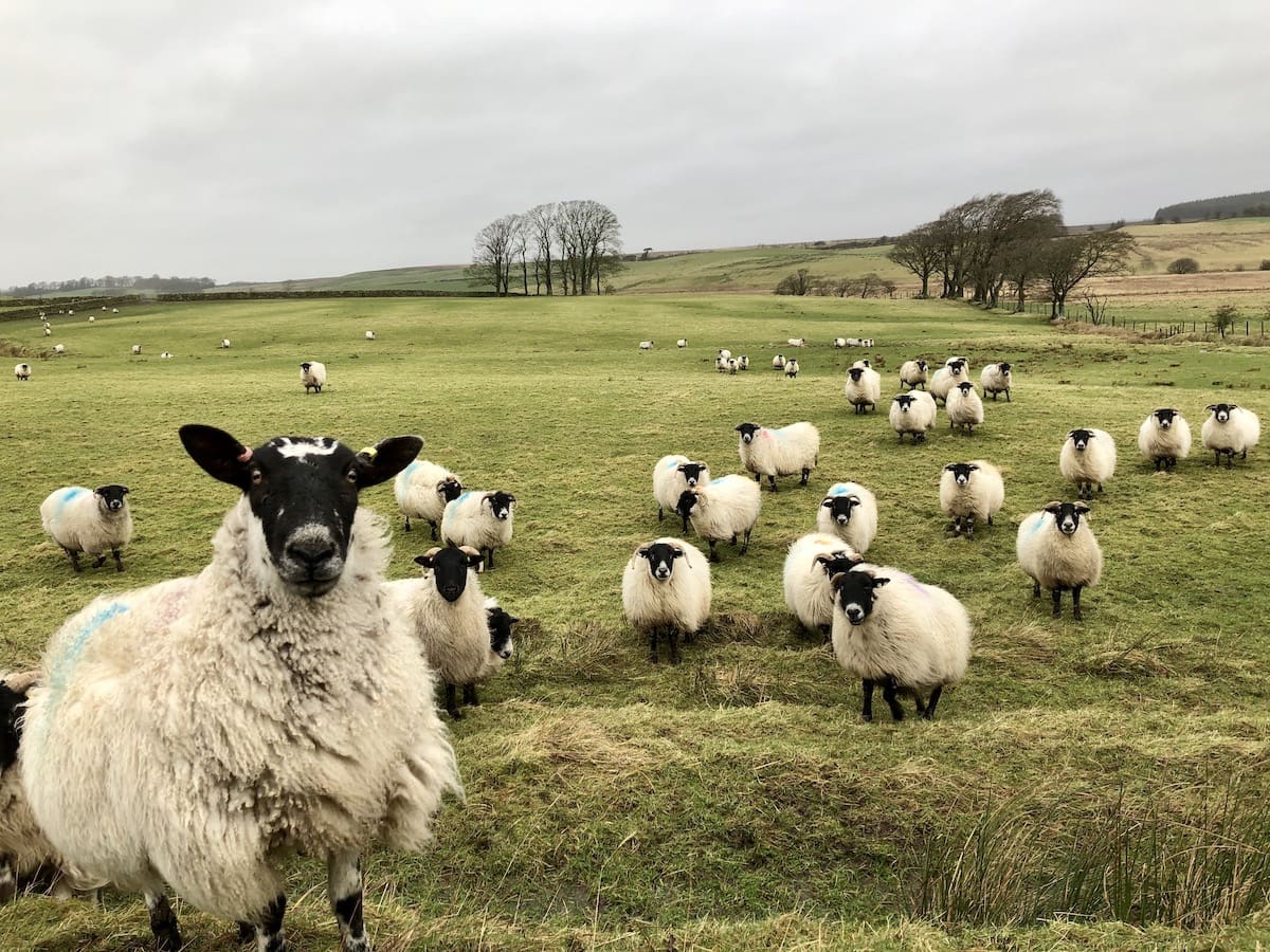 Hadrians Wall wandelen