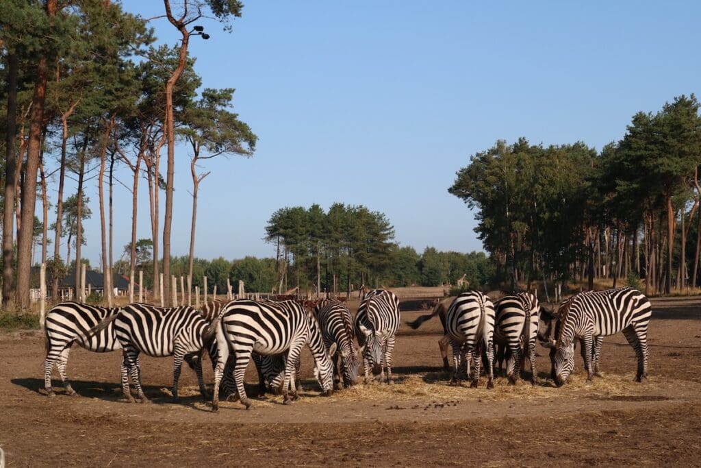 safari resort beekse bergen